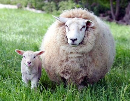 Купить подушки из овечьей шерсти в Екатеринбурге